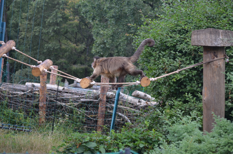 Чому Рівненський зоопарк не відгороджує тварин гратами і решітками - фото 14