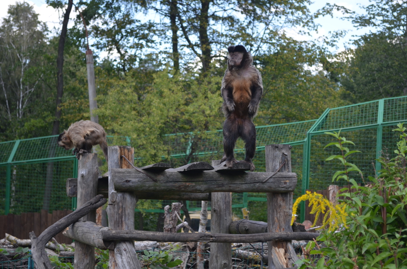 Чому Рівненський зоопарк не відгороджує тварин гратами і решітками - фото 15