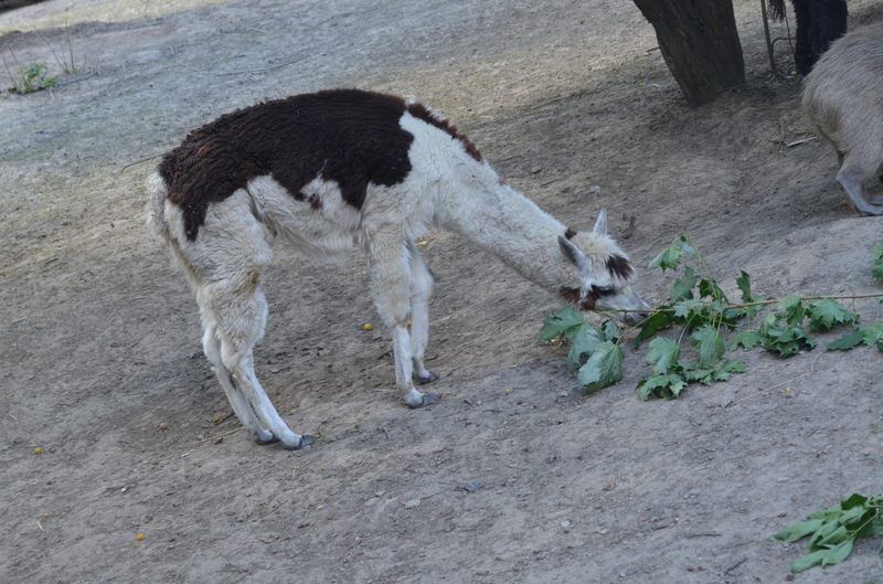 Чому Рівненський зоопарк не відгороджує тварин гратами і решітками - фото 16