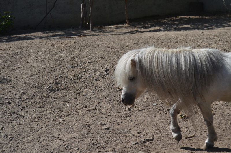Чому Рівненський зоопарк не відгороджує тварин гратами і решітками - фото 21