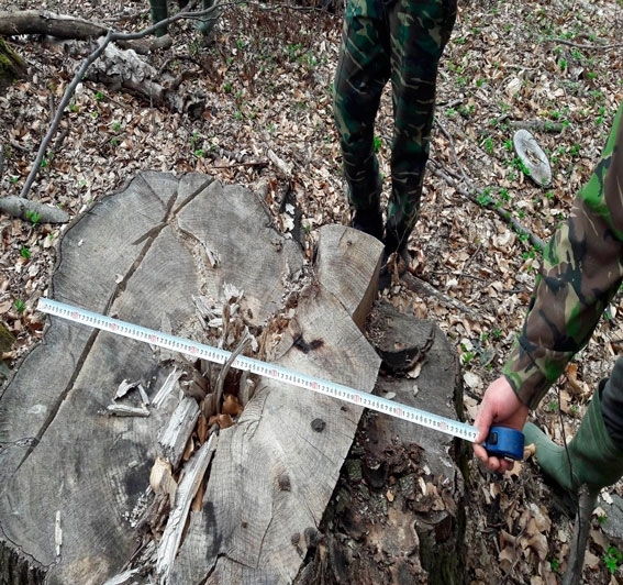 На Закарпатті невідомі незаконно вирубали ліс на 12 млн. грн - фото 2