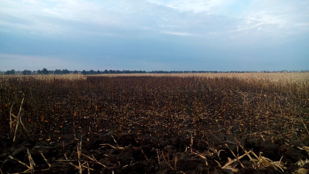У Добровеличківському районі вигоріло 30 гектарів кукурудзи - фото 1