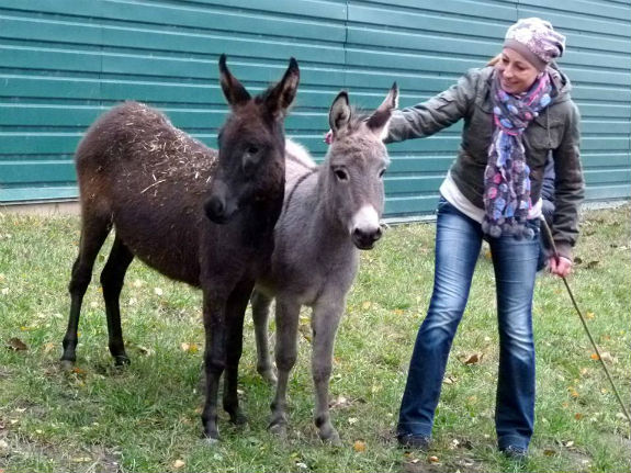 У колишньому зоопарку Януковича оселилися унікальні віслюки та корови  - фото 2