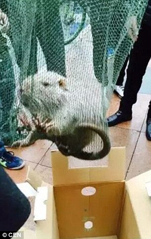 Гігантський щур-мутант налякав своїми розмірами студентське містечко - фото 3