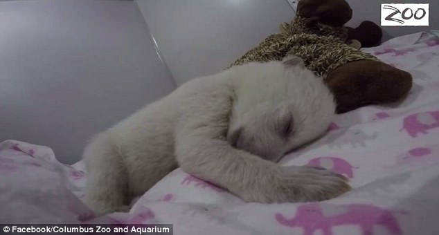 Як крихітний білий ведмедик спілкується зі світом уві сні - фото 1