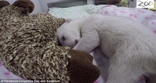 Як крихітний білий ведмедик спілкується зі світом уві сні - фото 2
