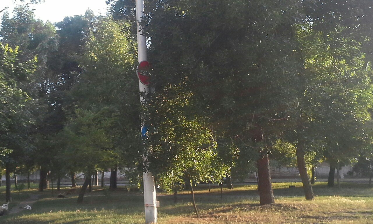 У Миколаєві ліани заплели дорожні знаки - фото 4