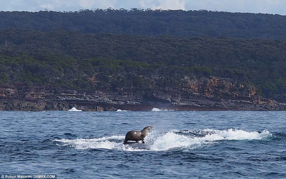 Австралійський тюлень проїхався на спині кита  - фото 1