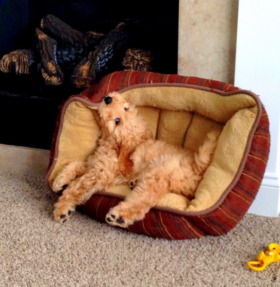 Нестандартний підхід: Як чудернацько собаки бачать комфортний сон - фото 7