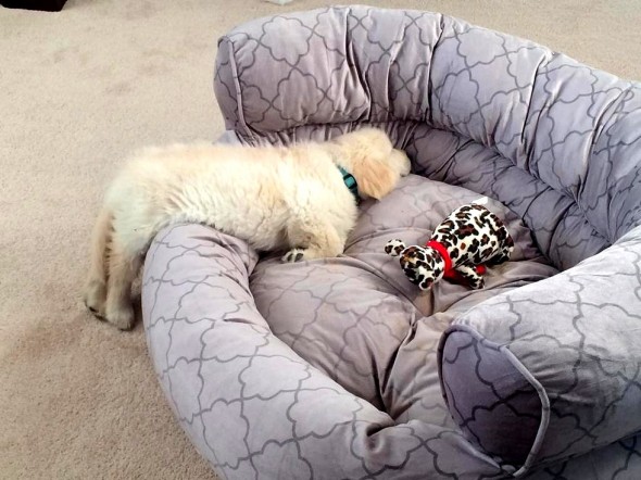 Нестандартний підхід: Як чудернацько собаки бачать комфортний сон - фото 6