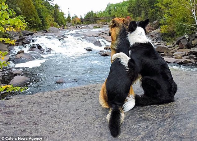 Як двоє собак не можуть припинити обійматися  - фото 2