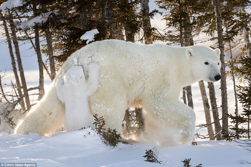 Як миле полярне ведмежа каталося на своїй матусі - фото 1