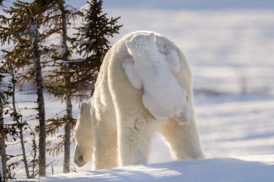 Як миле полярне ведмежа каталося на своїй матусі - фото 2