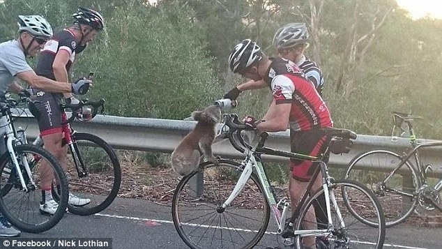 Як в Австралії коала зупинила велосипедистів заради ковтка води - фото 1