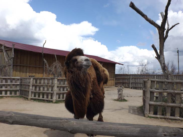 Тваринний світ бердянського зоопарку поповнили тигр, ведмеді та мавпеня - фото 34