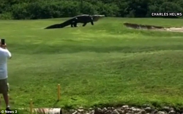 Як гігантський крокодил налякав гольфістів у Флориді - фото 2