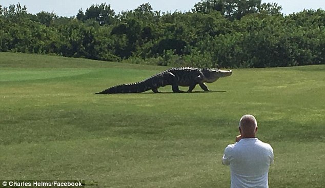 Як гігантський крокодил налякав гольфістів у Флориді - фото 1