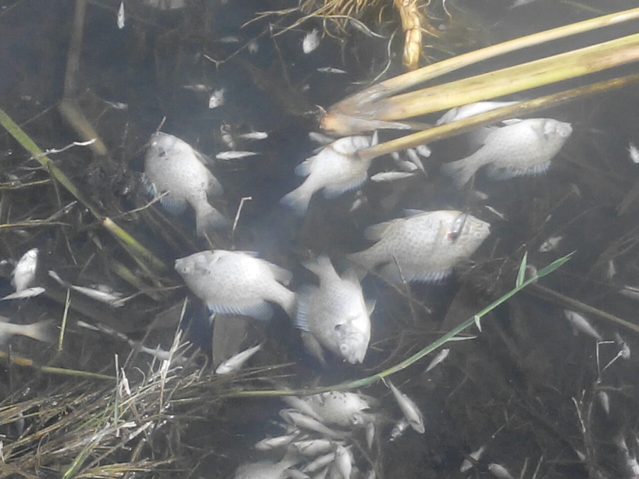 Мор риби на Миколаївщині: на водосховищі загинуло півмільйона мальків - фото 2
