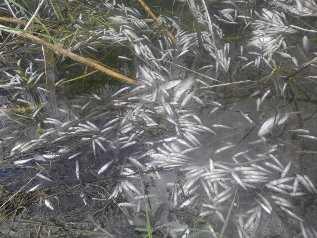 Мор риби на Миколаївщині: на водосховищі загинуло півмільйона мальків - фото 1