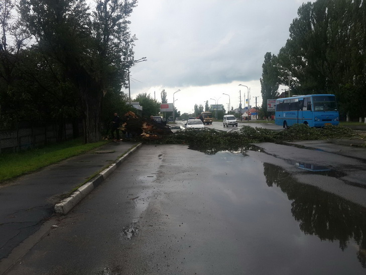 У Павлограді на автомобіль під час руху впало дерево - фото 1