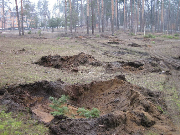 На Київщині рубають сосновий парк, а стовбури дерев вивозять тракторами - фото 1