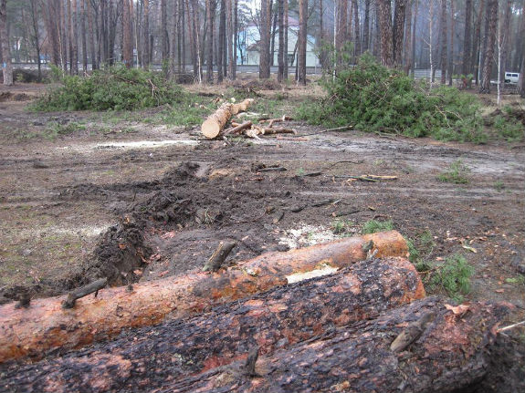 На Київщині рубають сосновий парк, а стовбури дерев вивозять тракторами - фото 3