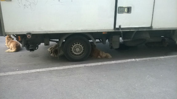 Київські собаки придумали, як рятуватися від спеки  - фото 1