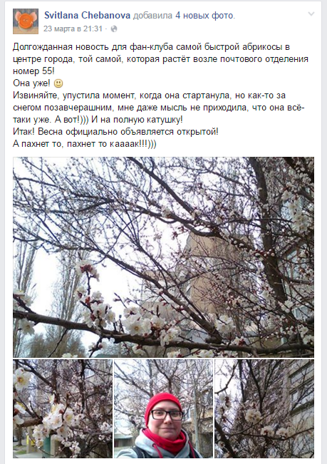 У Миколаєві розцвіла абрикоса-рекордсменка - фото 1