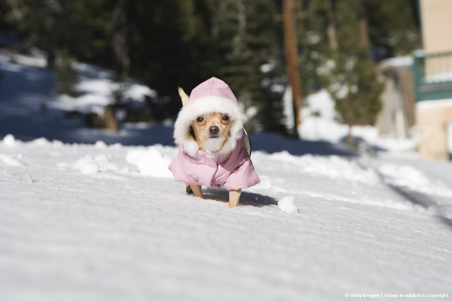 Холод собачий: ТОП-20 собак у зимовому одязі - фото 3