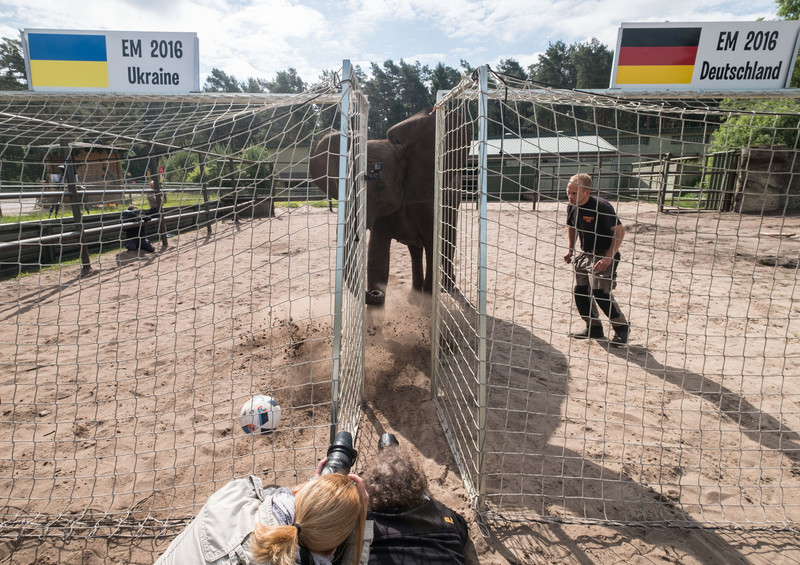 Легендарна слониха Неллі пророкує Україні поразку від Німеччини - фото 1