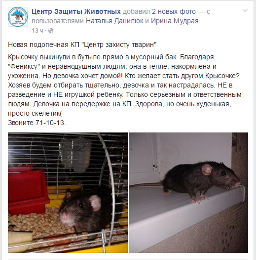У Миколаєві господарі викинули домашнього пацюка на смітник - фото 2