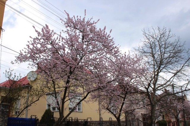 У Мукачеві деякі вулиці вже потопають у рожевому кольорі - фото 3