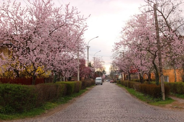 У Мукачеві деякі вулиці вже потопають у рожевому кольорі - фото 1