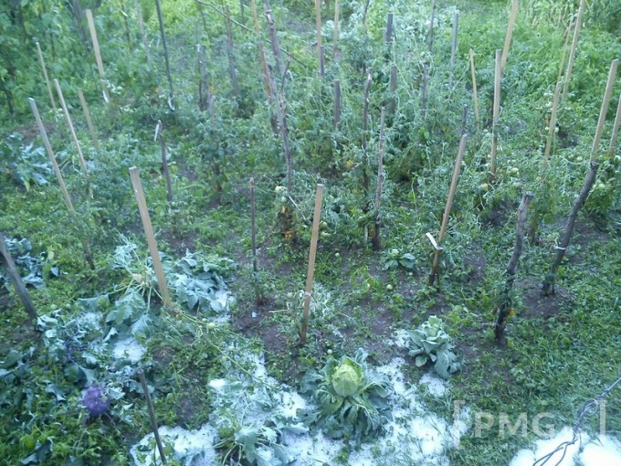 На Мукачівщині дощ з градом понищив урожай і дороги - фото 1