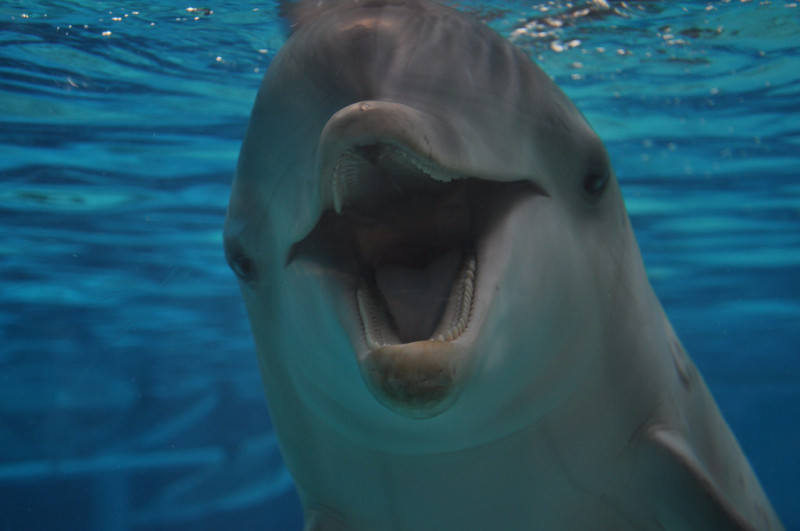 ТОП-20 кумедних та моторошних випадків з китами та делфінами - фото 7