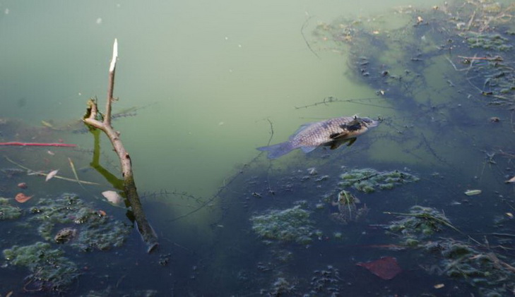 У річці Дніпро почала вмирати риба - фото 1