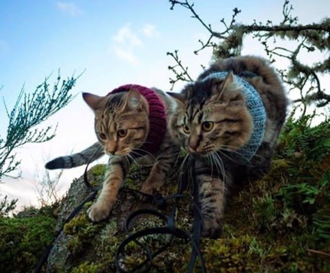 Як двоє котів-безхатченків стали знаменитими мандрівниками - фото 6