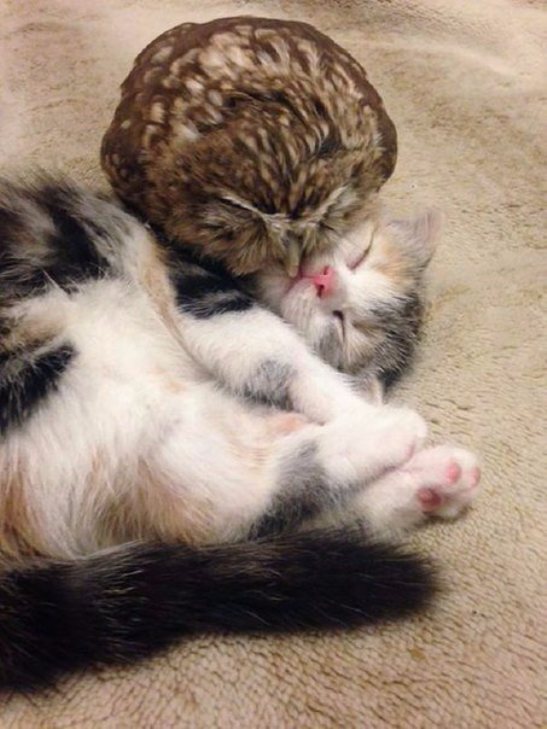 Як зворушливо вміють дружити кіт та сова - фото 3