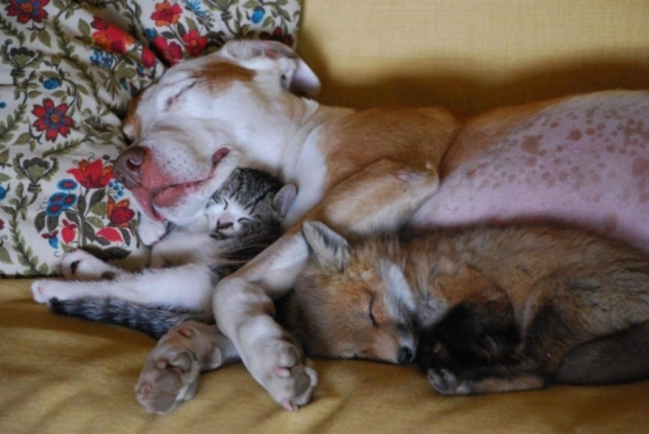 Як мило сплять потомлені домашні тваринки - фото 11
