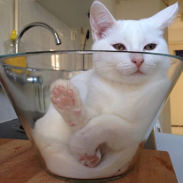 Як кіт повірив у те, що став салатом - фото 3