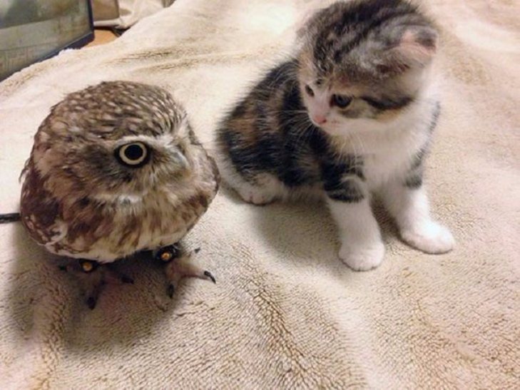 Як зворушливо вміють дружити кіт та сова - фото 2
