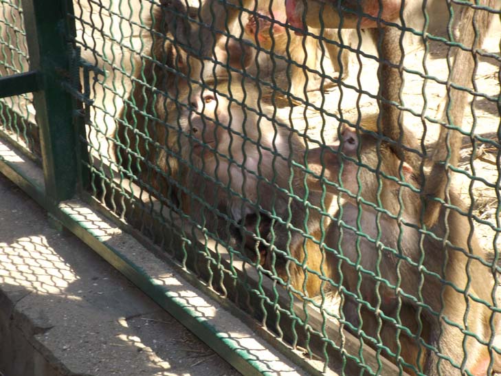 Тваринний світ бердянського зоопарку поповнили тигр, ведмеді та мавпеня - фото 6