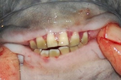 На Київщині рибалки зловили рибу з людськими зубами - фото 1