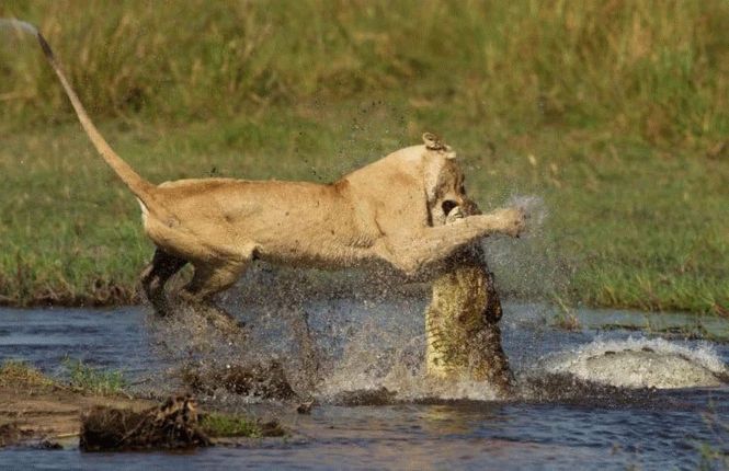 Серія шокуючих світлин: Як левиця перемагає величезного алігатора - фото 5