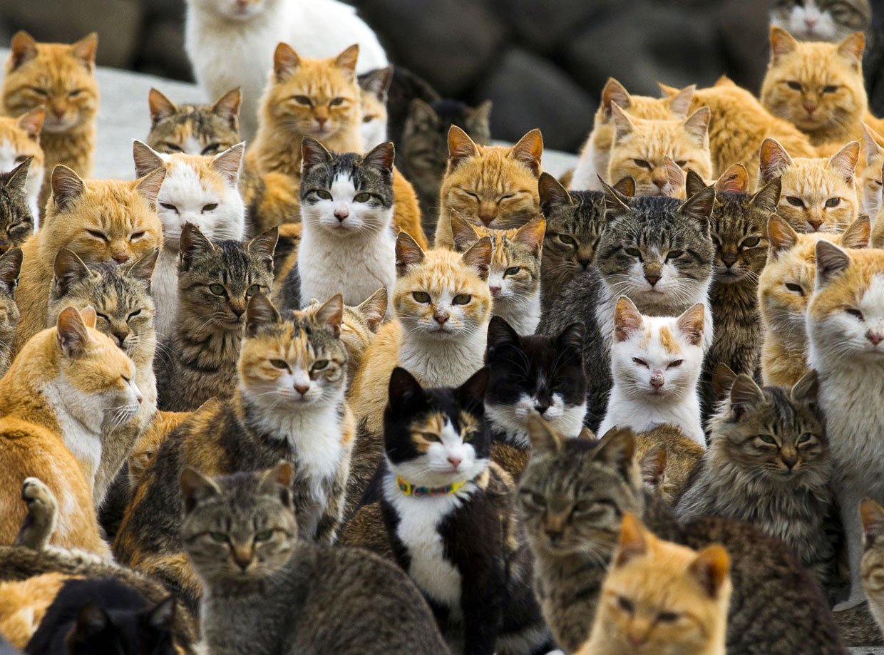 ТОП-10 самых кошачьих мест в мире - фото 3