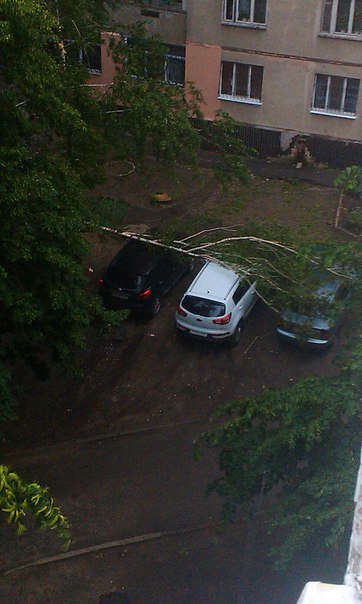 У Харкові розгулялася стихія: вітер ламає дерева  - фото 4