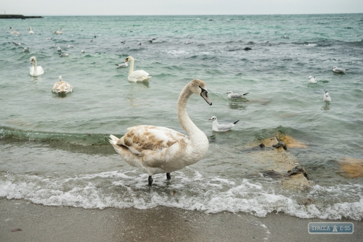 На пляжі Одеси зимують 8 лебедів - фото 6