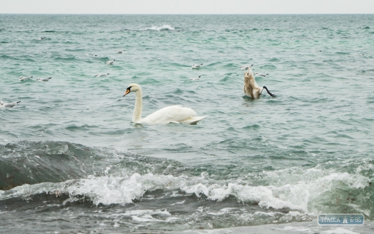 На пляжі Одеси зимують 8 лебедів - фото 5