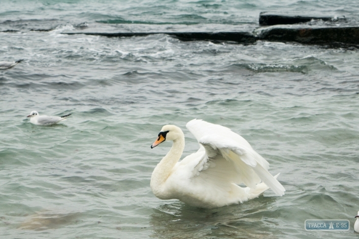 На пляжі Одеси зимують 8 лебедів - фото 4