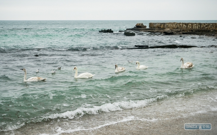 На пляжі Одеси зимують 8 лебедів - фото 3